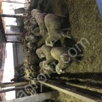 Живые бараны