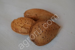 Миндаль в скорлупе