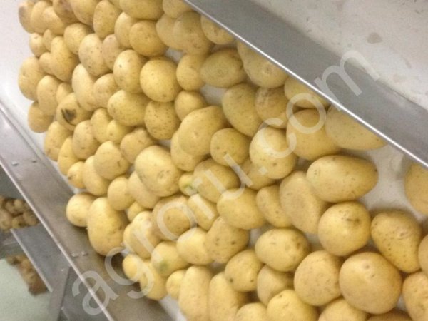 Картофель мытую ( с доставкой)