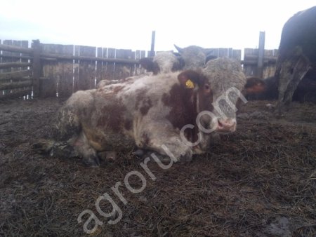 туши или полутуши молодых бычков