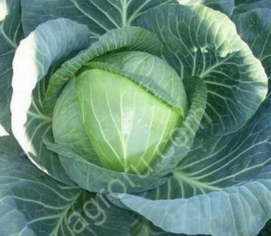 Капуста оптом!