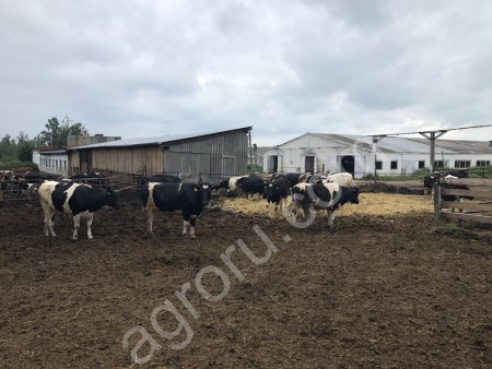 Нетели черно пестрые