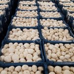 Свежие Шампиньоны