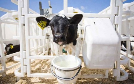 Заменитель цельного молока для телят, козлят