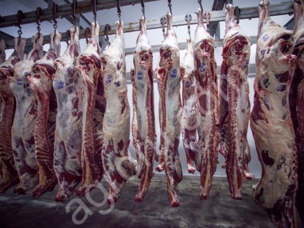 Говядина полутуши 1 категория охлаждёнка (корова)