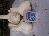 <strong>Чеснок</strong> озимый Любаша