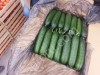 Огурцы оптом сорт Ленара +15 +18
