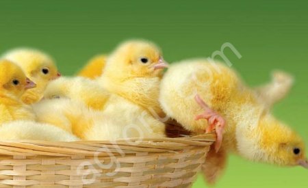 Птица (молодка, цыплята, петухи на племя)