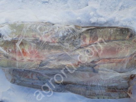 Кета мороженная