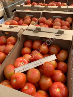 Помидоры сливка кругляк оптом