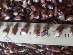 семена чеснока сорт любаша