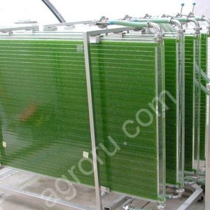 Консультирование по выращиванию хлореллы