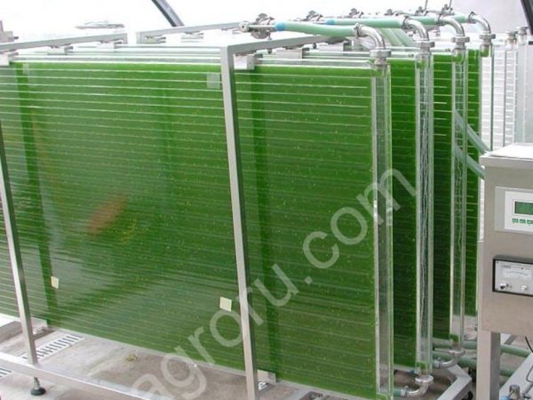 Консультирование по выращиванию хлореллы