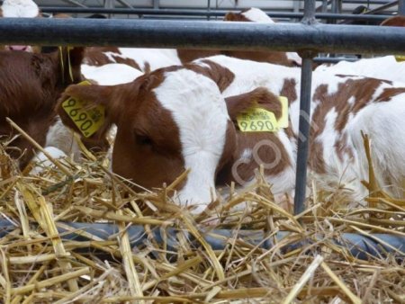 Бычки симменталы, швицы