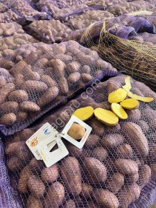 Картофель Оптом в Ставропольском крае