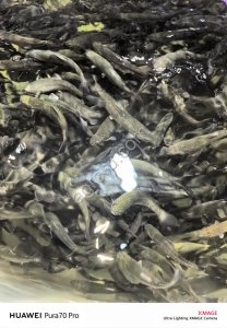 Выращивание Форели и Австралийского рака