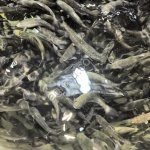 Выращивание Форели и Австралийского рака