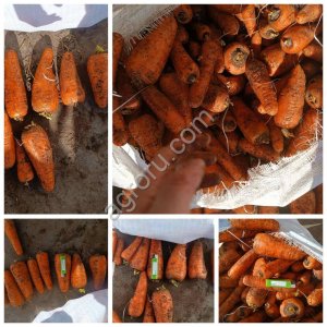 Экспорт сельскохозяйственной продукции из Республики Беларусь