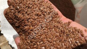 Лен Масличный