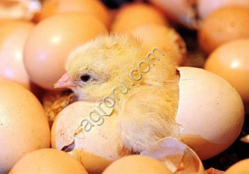 Инкубационное яйцо