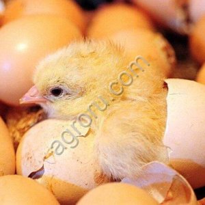 Инкубационное яйцо