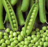 Семена гороха Болдор РС1 и РС2.