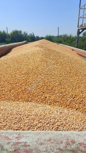 Кукуруза кормовая