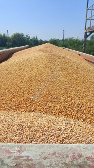 Кукуруза кормовая