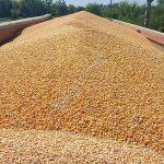 Кукуруза кормовая