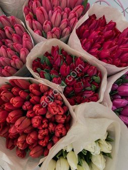 Тюльпан оптом к 8 марта