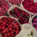 Тюльпан оптом к 8 марта