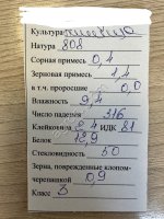 Пшеница мягкая