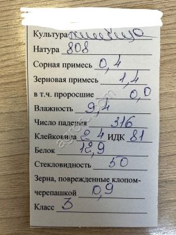 Пшеница мягкая