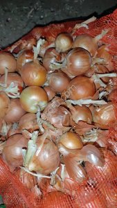 Лук репчатый