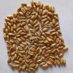 Твёрдая яровая пшеница Безенчукская Золотистая (РС-1)