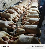 Гуси тушкой от3.5-5кг