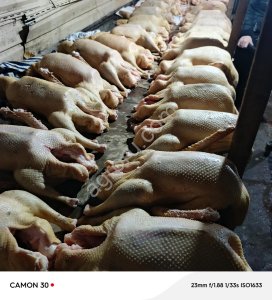 Гуси тушкой от3.5-5кг