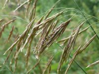 Кострец безостый СИБНИИСХОЗ 189 (ЭС, РС1)