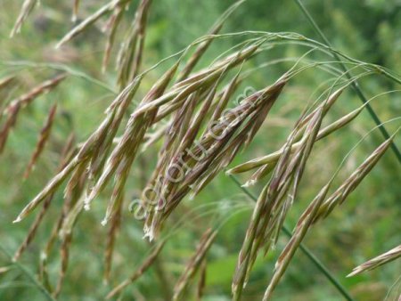 Кострец безостый СИБНИИСХОЗ 189 (ЭС,РС1)