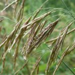 Кострец безостый СИБНИИСХОЗ 189 (ЭС,РС1)