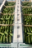 Огурцы оптом