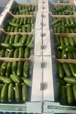 Огурцы оптом