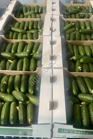 Огурцы оптом