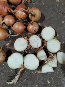 лук репчатый сетевой, бюджетный