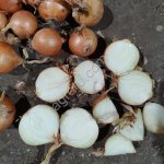 лук репчатый сетевой, бюджетный