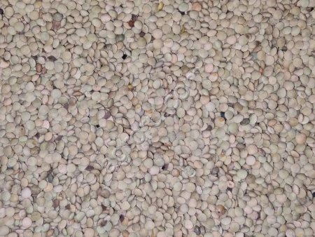 Чечевица Зеленая