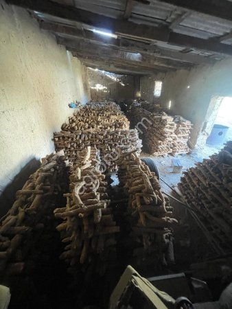 Туркестанский мыльный корень качество #1