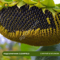 Семена подсолнечника САМУРАЙ SunFlowers