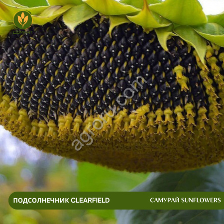 Семена подсолнечника САМУРАЙ SunFlowers