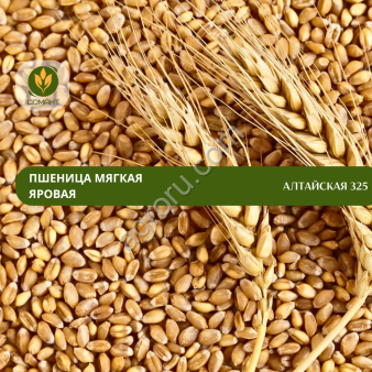 Семена пшеницы Алтайская 325 (ЭС)